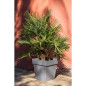 EDA Pot carre Toscane - 50 cm - 87 L - Gris Anthracite