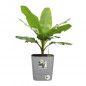 ELHO - Pot de fleurs  -  Greensense Aqua Care Carre 30 - Ciment Clair - Interieur/exterieur - O 29.5 x H 30.2 cm