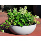 RIVIERA - Coupe pot de fleurs - granit D40 - stone