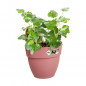 ELHO - Pot de fleurs -  Vibia Campana Easy Hanger Small - Rose Poussiere - Balcon exterieur - L 24.1 x W 20.5 x H 26.5 cm