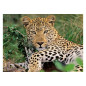 Ravensburger Puzzle Leopard, 100pcs. XXL 133451