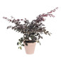 ELHO Pot de fleurs rond Loft Urban - Ø 30 cm - Fruits rouges