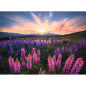 Puzzle 500 p Les lupins