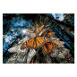 Clementoni Jigsaw Puzzle National Geographics - Butterfly, 1000 pcs. 39732