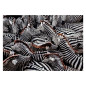 Clementoni Jigsaw Puzzle National Geographics - Zebra, 1000 pcs. 39729