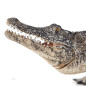 Mojo Wildlife Alligator with Moving Jaw - 387168 387168