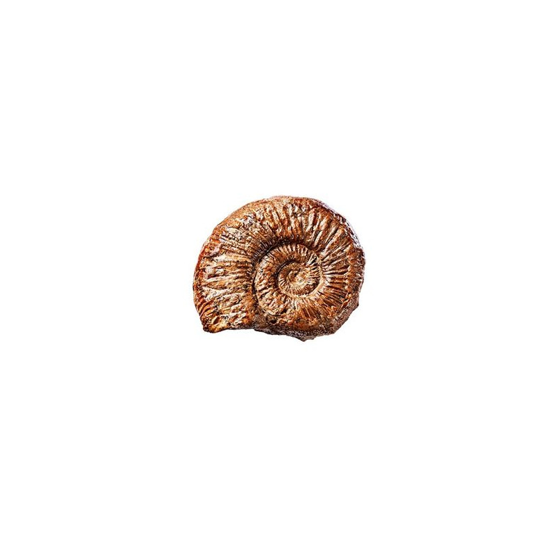 Jeu de sciences et d expérience Les minéraux Ammonite