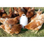 Nourrisseur plastique poules - KERBL - 24 cm - Ø30 cm - 2,5 kg - Blanc / Vert