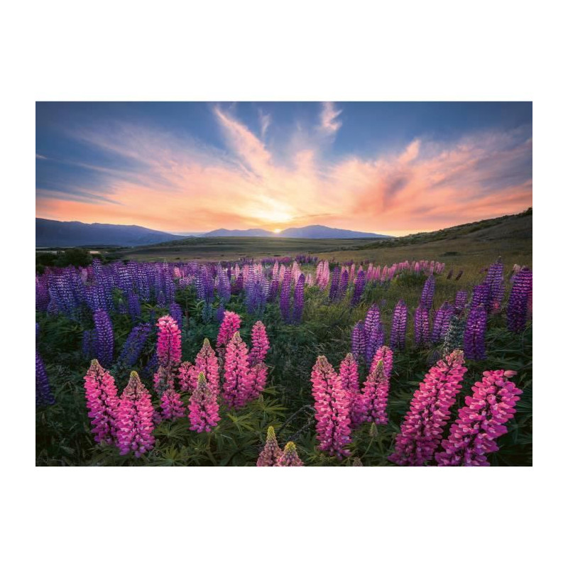 Ravensburger-Puzzle 500 pieces-Les lupins (Nature edition)-Des 12 ans - Puzzle de qualité supérieure-12000688