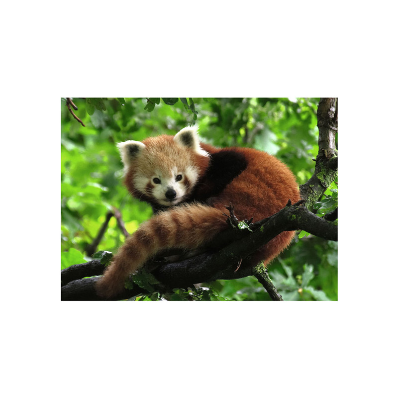 Ravensburger - Jigsaw Puzzle Cute Red Panda, 500pcs. 120003694