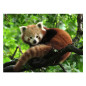 Ravensburger - Jigsaw Puzzle Cute Red Panda, 500pcs. 120003694