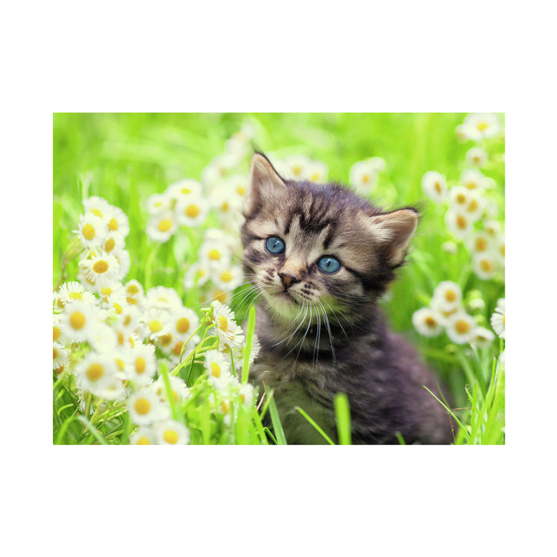 Ravensburger - Jigsaw puzzle Kitten in the Meadow, 500 pcs. 120003670