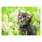 Ravensburger - Jigsaw puzzle Kitten in the Meadow, 500 pcs. 120003670