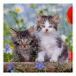 Ravensburger - Jigsaw puzzle Young Kittens, 3x49pcs. 080465