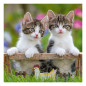 Ravensburger - Jigsaw puzzle Young Kittens, 3x49pcs. 080465