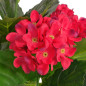 Plante hortensia artificielle avec pot 60 cm Rouge