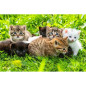 PUZ 1000P GROUPE DE CHATONS ALIZE ALI50078